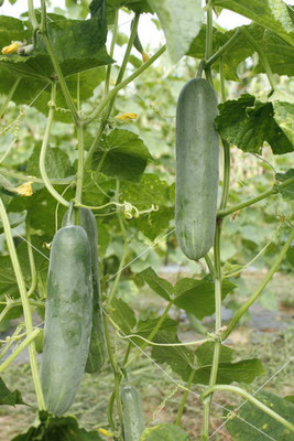 AFARTIOBINA 145 Pc Cucumber Seeds Seed(145 per packet)