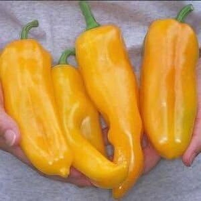 Biosnyg Easy to Grow Golden Marconi Sweet Pepper Seeds For Planting-(400 Seeds) Seed(400 per packet)