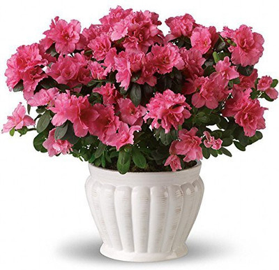 CYBEXIS Botta'S Clarkia Seeds For Organic Farming Seed(50 per packet)