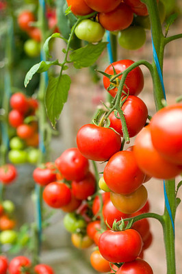 Picante tomato Seed(25 per packet)