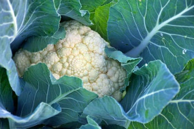 chengara white cauliflower,gobhee seeds Seed(15 per packet)