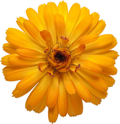 Lippy Orange English Marigold Calendula Seed(100 per packet)