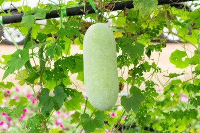 abiswas Ash Gourd F1 Hybrid Vegetable Seed(112 per packet)