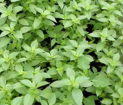 Qualtivate PAU-41 Lemon Basil (Ocimum basillicum citriodorum) Seed(1000 per packet)