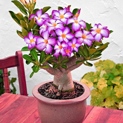 Qualtivate NBIR-454 Mixed 9 Types Double Desert Rose Seeds Seed(30 per packet)
