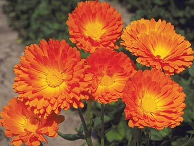 Quentova BALL'S IMPROVED ORANGE CALENDULA-IACR Seed(40 per packet)