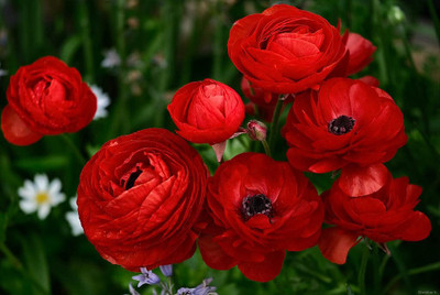Aywal Ranunculus Flower Bulb Seed(2 per packet)