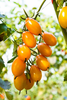 ALPINE HYBRID SEEDS tomato Seed(85 per packet)