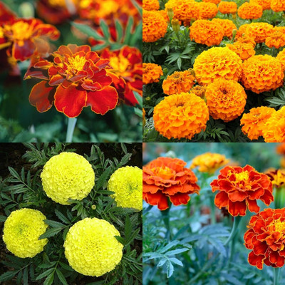 ibains Marigold mixed seeds 40 Seed(40 per packet)