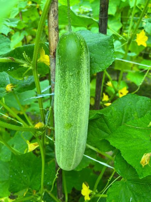 Kodali 17 Pcs -Cucumber Seed Seed(17 per packet)