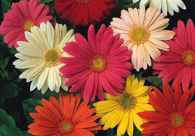 CYBEXIS Gerbera Jamesonii Hybrids Mix - Barberton/Transvaal Daisy - Perennial Seed(50 per packet)
