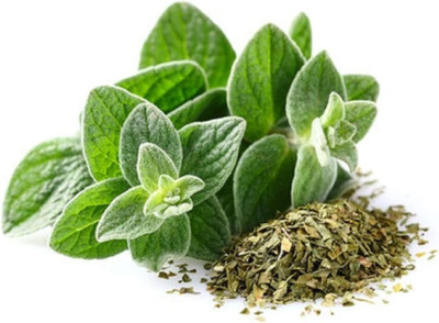 CYBEXIS KGF -71 - Italian Oregano - Wild Marjoram - (150 Seeds) Seed(150 per packet)