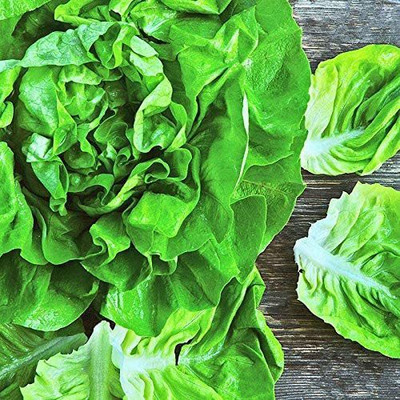WILLVINE LX-474 Butterhead Lettuce Seed(200 per packet)