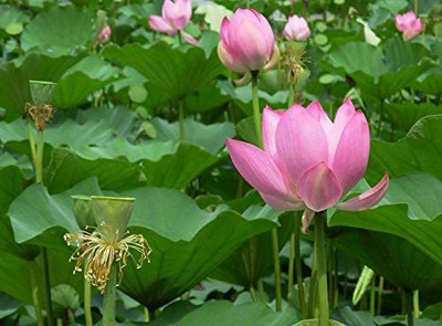 VibeX NDIR-17 - Bowl Lotus - (270 Seeds) Seed(270 per packet)