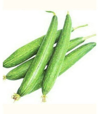VibeX ® XXL-120 Sponge Gourd (Torai) Vegetable Seeds Seed(50 per packet)