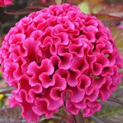 Aywal Celosia Cockscomb Seed(60 per packet)