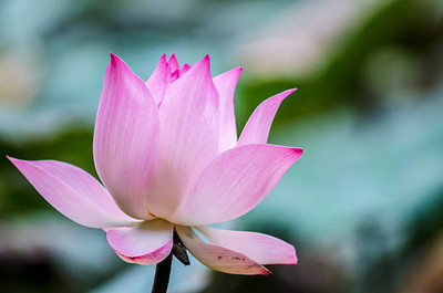 marwadifarm lotus,kamal gatta Seed(11 per packet)