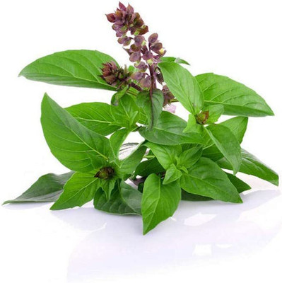 CYBEXIS LX-30 - Siam Queen Thai Basil - (1500 Seeds) Seed(1500 per packet)