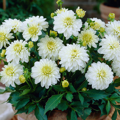 SREE Dahlia Pompon Seed(30 per packet)