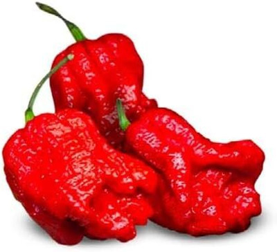 KNESSiN Fast Growing Genghis Khan Brain Pepper Seeds For Planting-(2400 Seeds) Seed(2400 per packet)