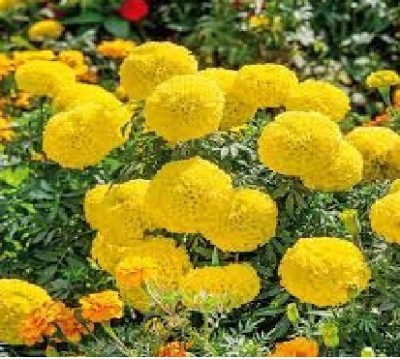 BDSresolve Hybrid Yellow marigold flowe,marigolod flower,merigold flower seeds Seed(80 per packet)