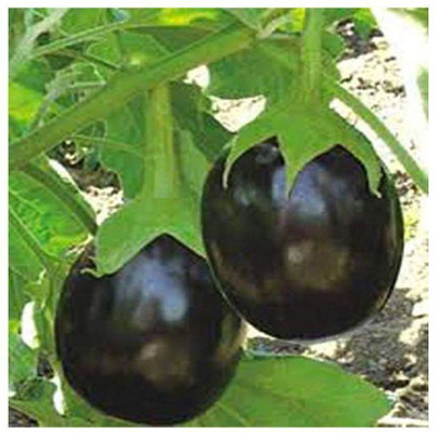 NurseryFriends F1 Hybrid jungli brinjal baingan seeds for farming Seed(177 per packet)