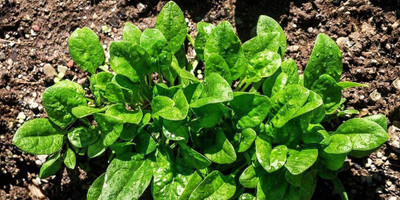 WILLVINE GBPUT-312 Spinach Seeds for Planting Seed(500 per packet)