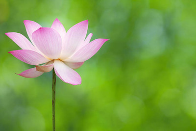 Treepoint lotus,kamal gatta Seed(15 per packet)