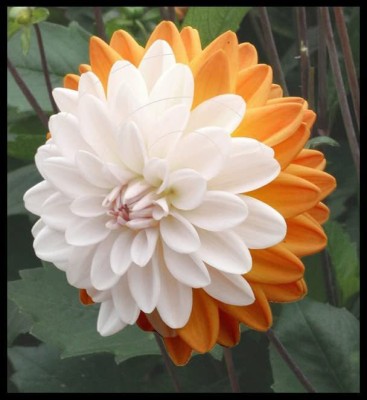 VibeX TLX-75 - Dinner Plate Dahlia Decoration - (540 Seeds) Seed(540 per packet)