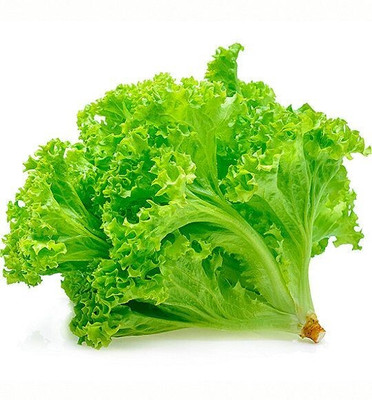SEEDARIA lettuce seeds, Green Lettuce, iceberg lettuce seeds, salad patta Seed(255 per packet)