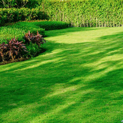PMA Maxican Carpet Grass Seeds, Grass Seeds for Playground Seed(14000 per packet)