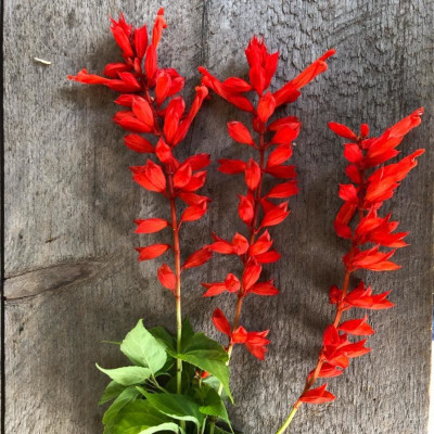 Quentova BONFIRE SALVIA-VDI-2B Seed(50 per packet)