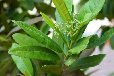 WILLVINE PAU-13 Allspice Seeds Jamaican Pepper Seed(100 per packet)