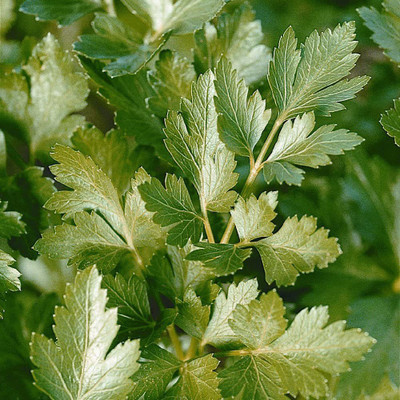 VibeX VVI-4 - Italian Flat Leaf Organic Parsley - (2250 Seeds) Seed(2250 per packet)