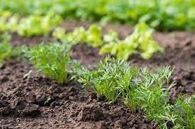 KANAYA Carrot / Gajar Seed(35 per packet)