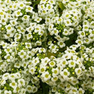 VINGTON White Alyssum Seed(50 per packet)