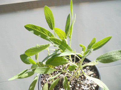 VibeX ATS-67 - Broadleaf Sage - (1350 Seeds) Seed(1350 per packet)