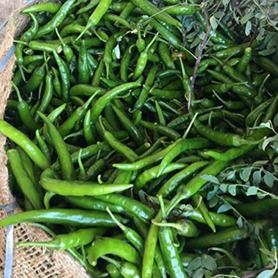 WILLVINE KGF -X Green F1 Hybrid Chilli Nagma[50gm, 10000 Seeds] Seed(10000 per packet)