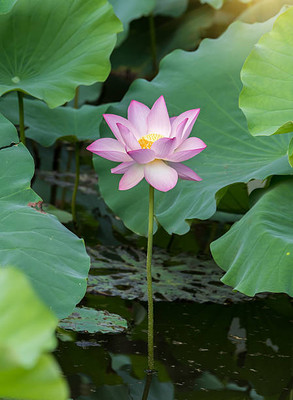 Pearlo lotus,kamal gatta Seed(10 per packet)