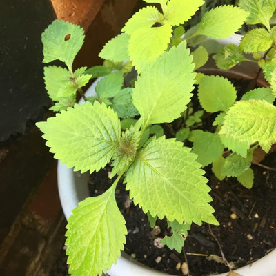 Qualtivate GBPT-3A Vietnamese Lemon Balm Seeds Seed(200 per packet)