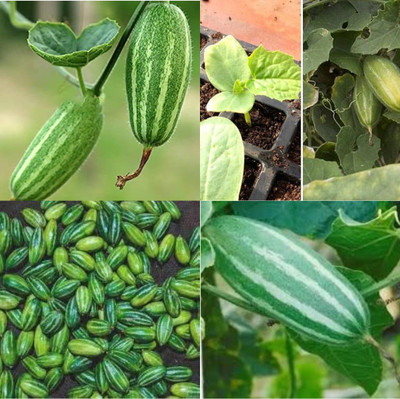 ibains Parval seeds vegetable 48 Seed(48 per packet)