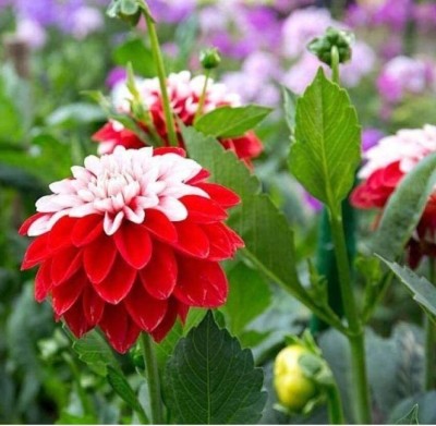 Aywal Dahlia Ball Pompon Mix Annual Flowers for Planting Seed(80 per packet)