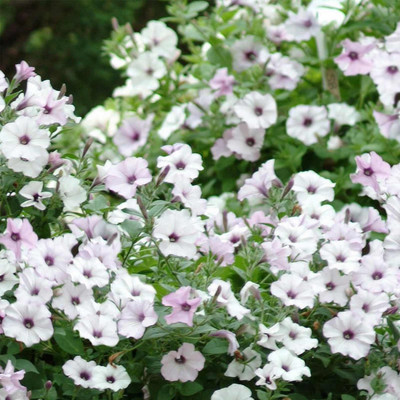 Biosnyg Petunia - Tidal Wave Series Silver-[50 Seeds] Seed(50 per packet)