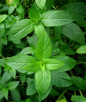 FOURGANIC Peppermint Seeds Mentha x piperita Seed(250 per packet)