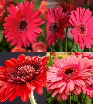 ibains Gerbera flower seeds organic beez 15 Seed(15 per packet)