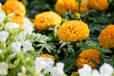 ZIXA marigold/gende ka phool flower seeds Seed(75 per packet)