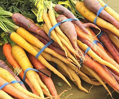 CYBEXIS LX-30 - Rainbow Carrot - (750 Seeds) Seed(750 per packet)