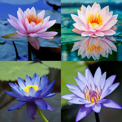 CYBEXIS PUAS-9 - Dwarf Aquatic Water Lily - (270 Seeds) Seed(270 per packet)