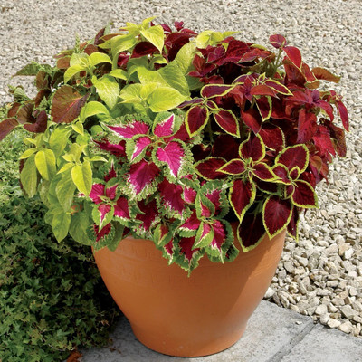 MYAT Coleus Hybridus Rainbow Mix Plant Seed(150 per packet)