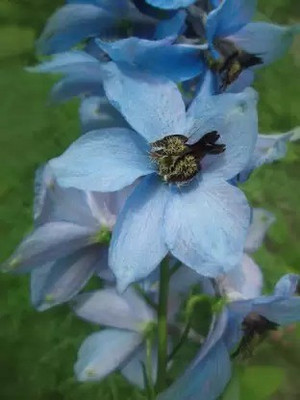 MAA Larkspur Seed(108 per packet)